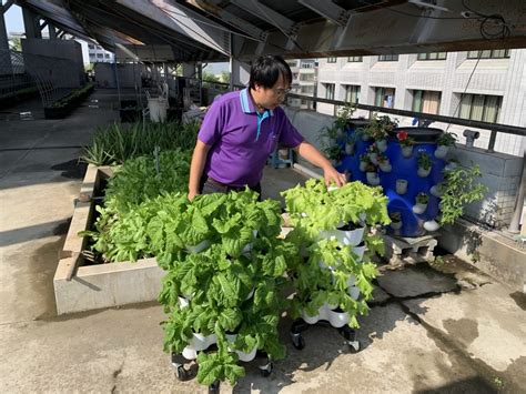 頂樓種菜|屋頂(頂樓)種菜~